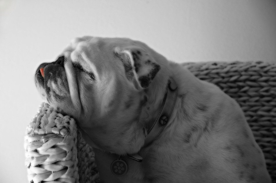 portrait of domestic Bulldog is sitting on the chair