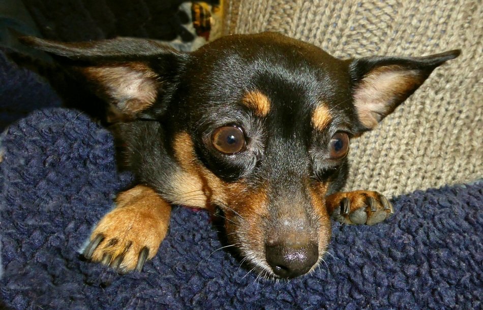 small dog asks to climb on the sofa