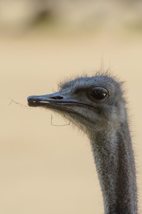 Portrait of the ostrich