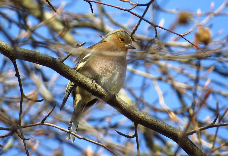 chaffinch on the tree