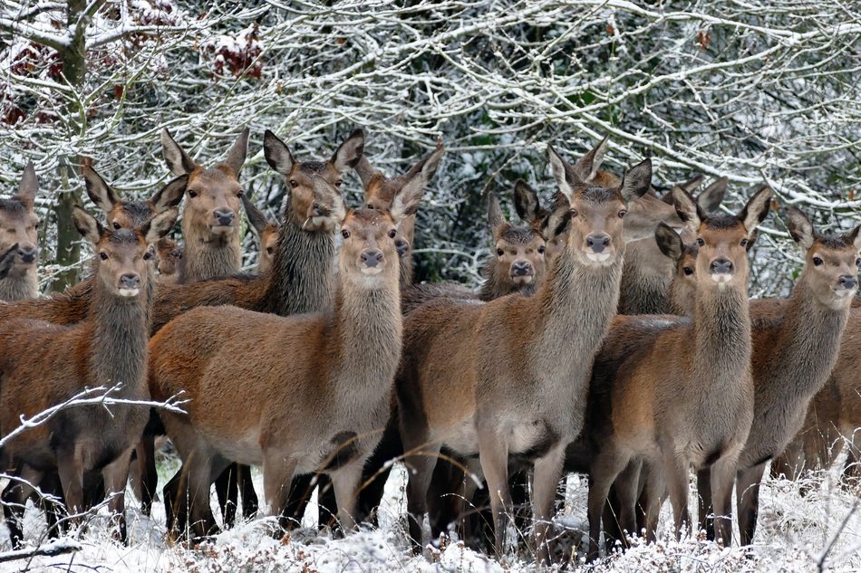 herd of deer in the forest