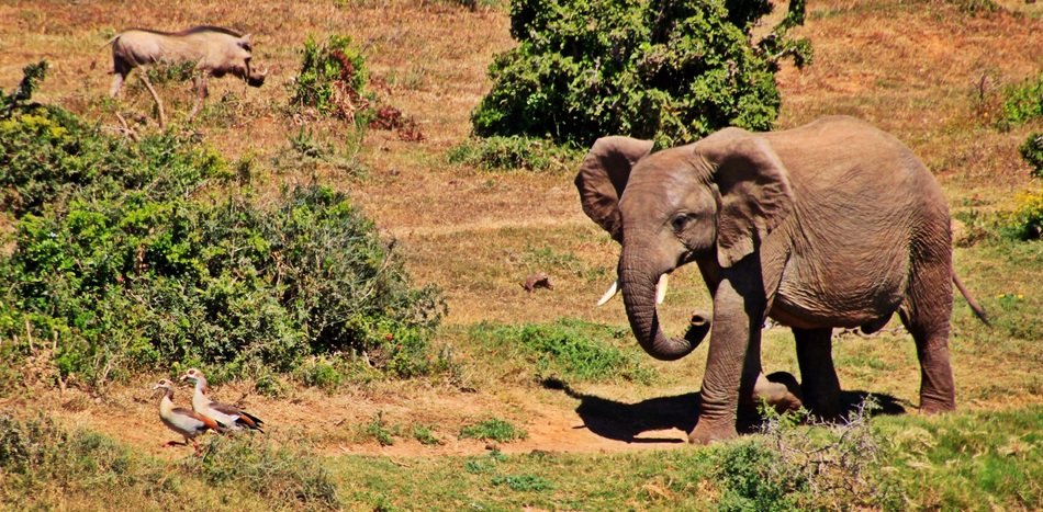 african bush elephan in the kruger national park
