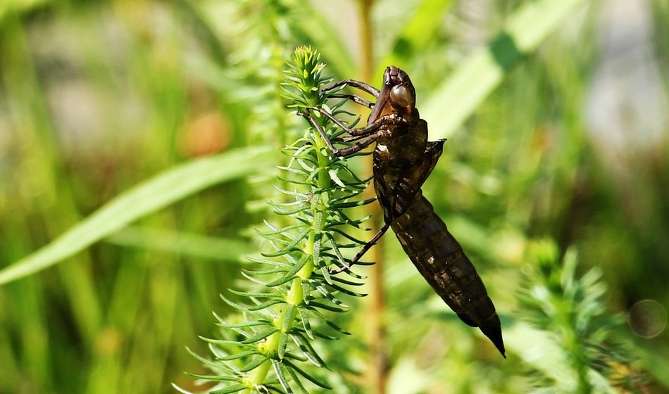 dragonfly in the cocoon close-up on blurred background
