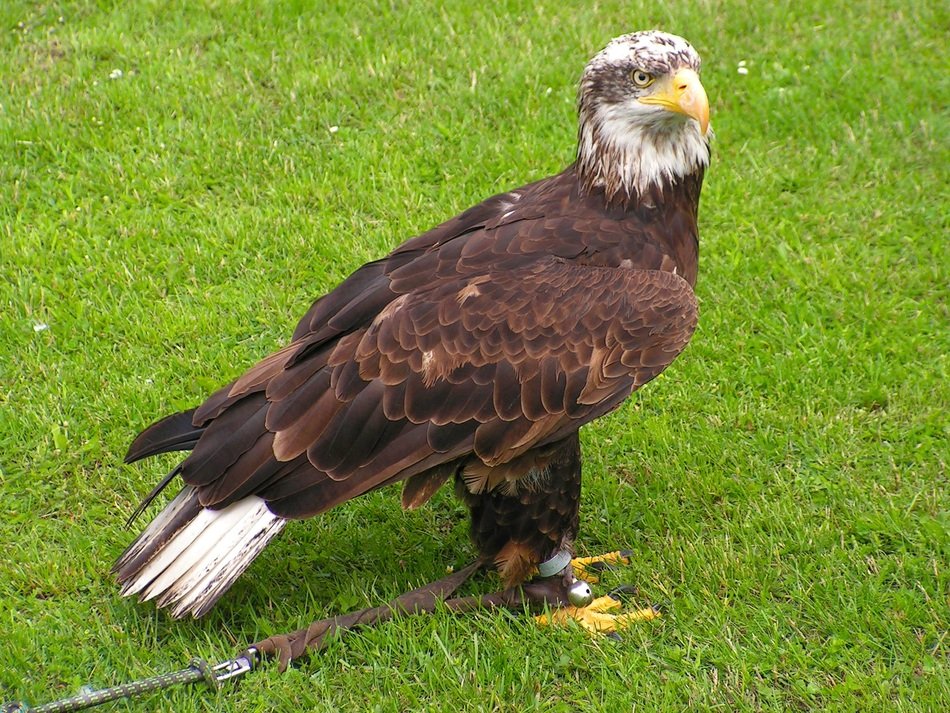 beautiful and amazing Bald Eagle
