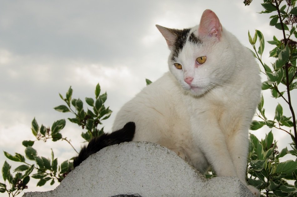 white domestic cat on the roof