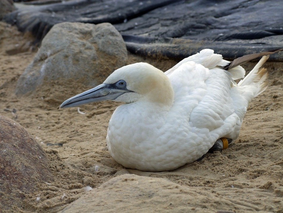 booby near stones