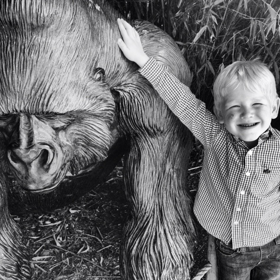 little boy on a gorilla background