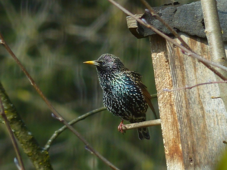male starling sitting at Nesting Box