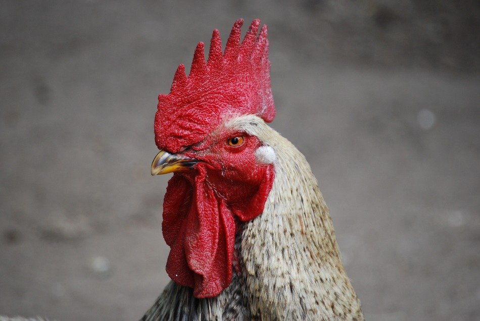 Portrait of the cock