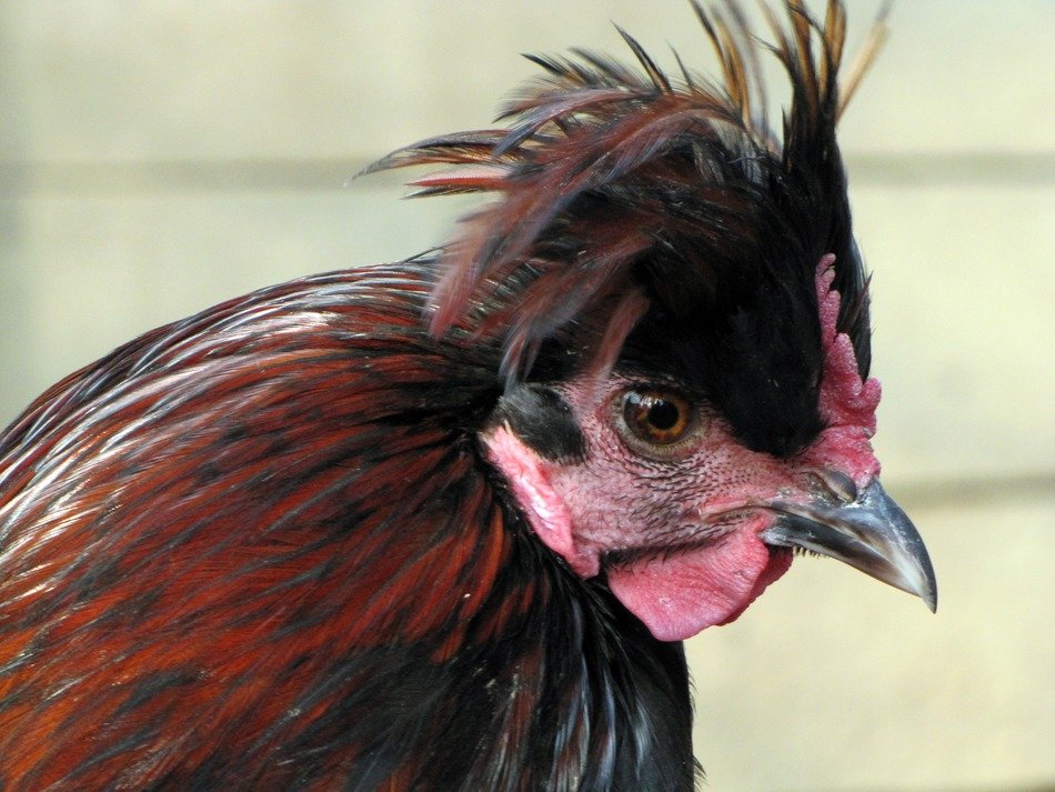 hen with fluffy crest