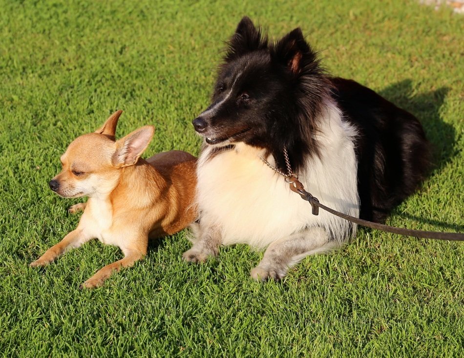 Chihuahua and Shetland Sheepdog