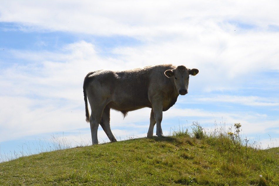 Bullock on the meadow