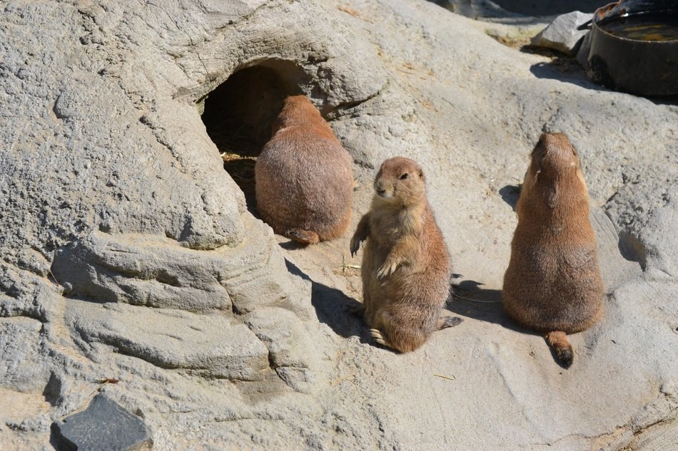 three meerkats near a hole in the reserve