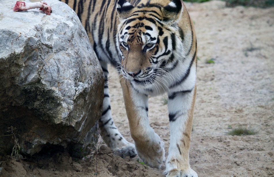 Tiger near the rock