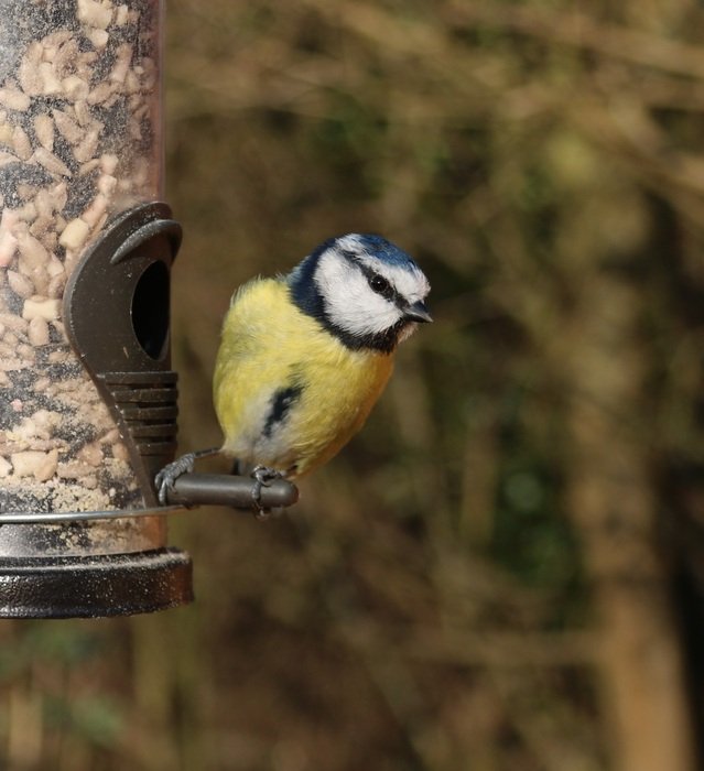 Beautiful blue tit bird eating from the feeder