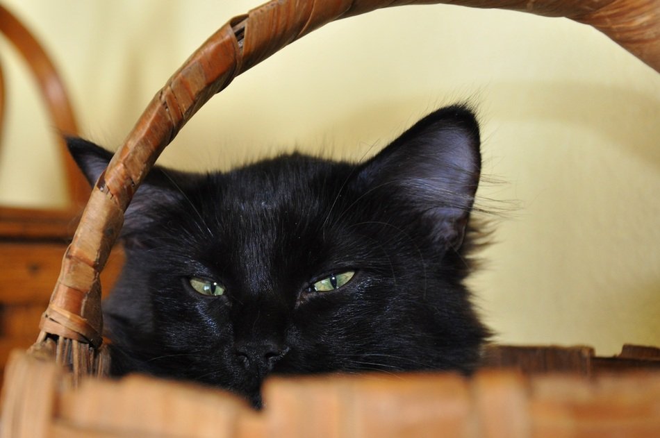 Cat in Basket