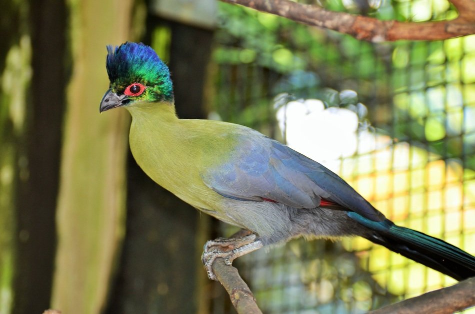 Exotic Bird Green