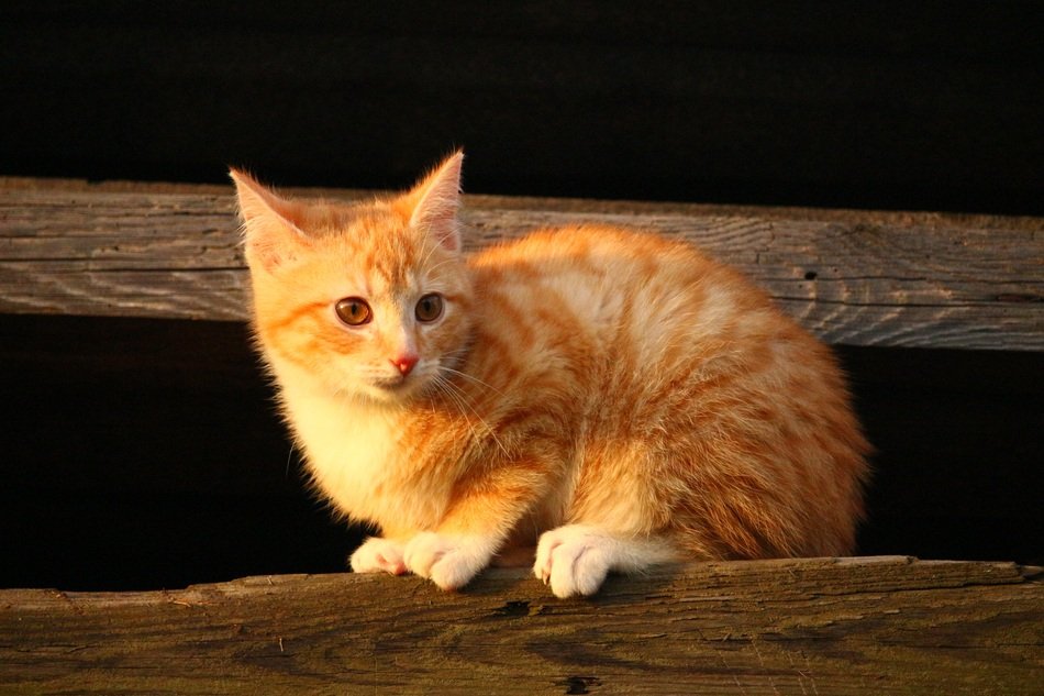 young red cat sitting on the wooden surface