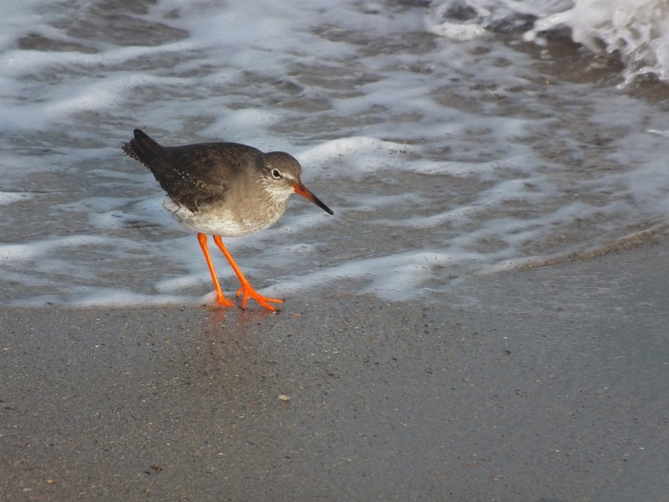 bird by the sea