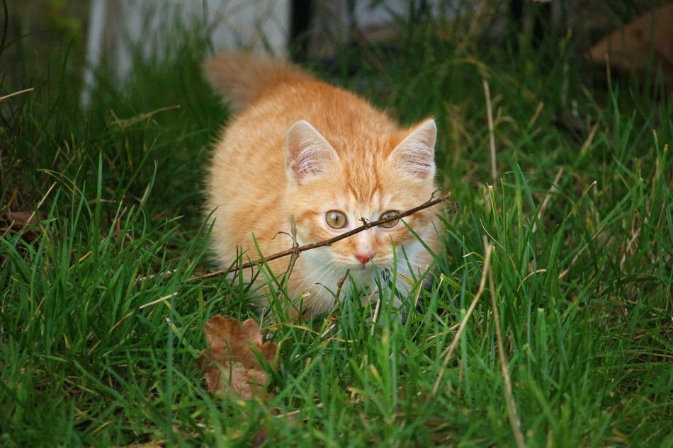 red kitten hiding in the grass