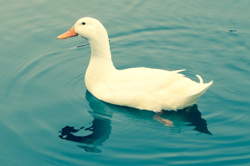 white Duck waterbirds