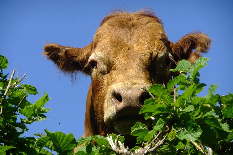 home cow in green foliage