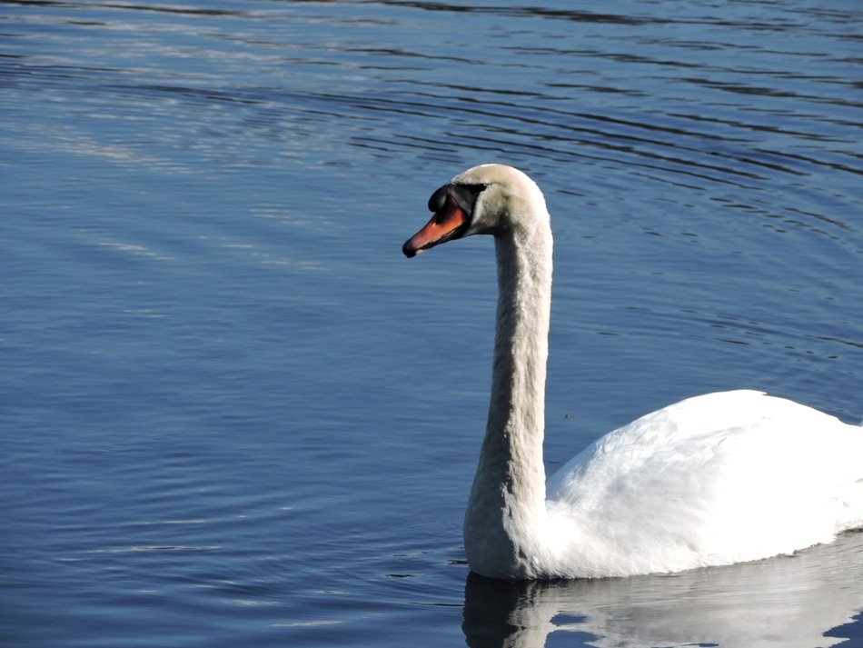 swan on the calm lake