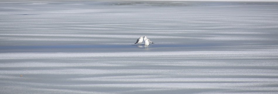 two seagulls on the frozen lake