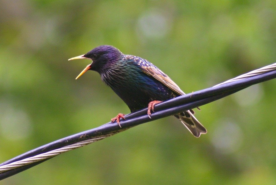Wild colorful bird