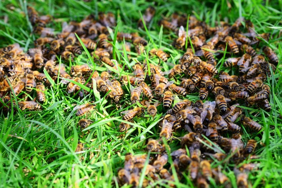 Honey Bees in the grass