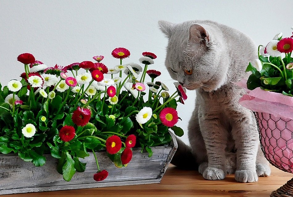 grey british shorthair