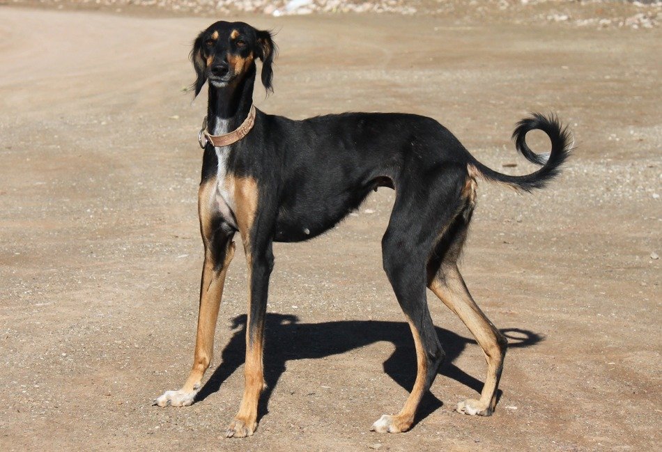 Black and brown Greyhound