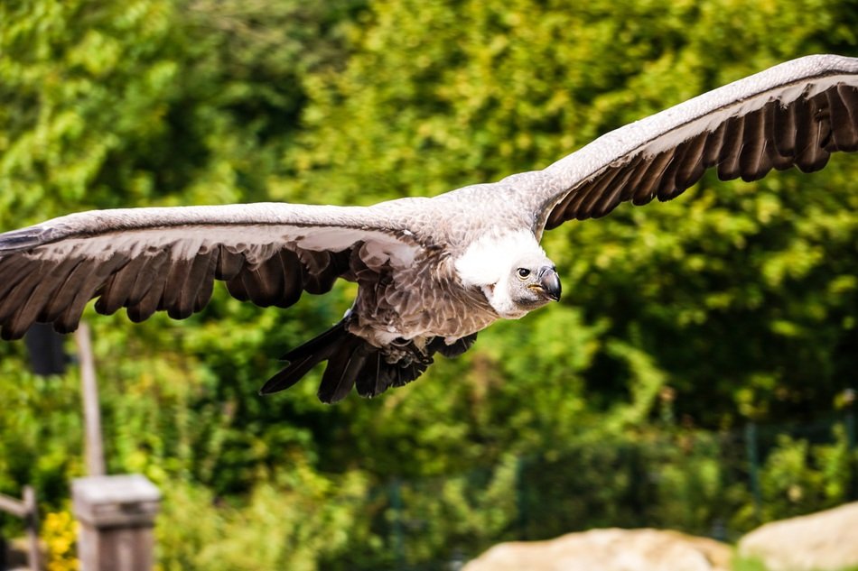 Bird Vulture Gaia