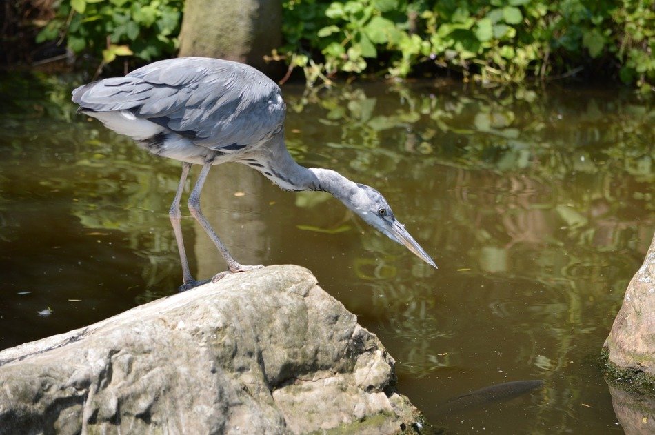 Heron on a stone for fishing