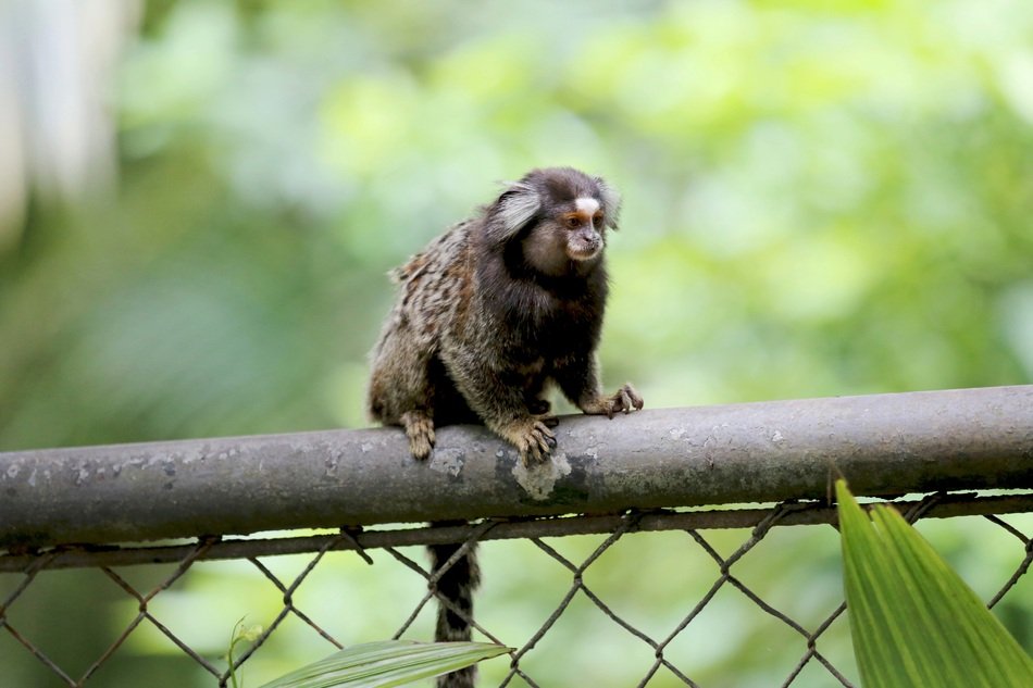 Marmoset monkey in natural habitat