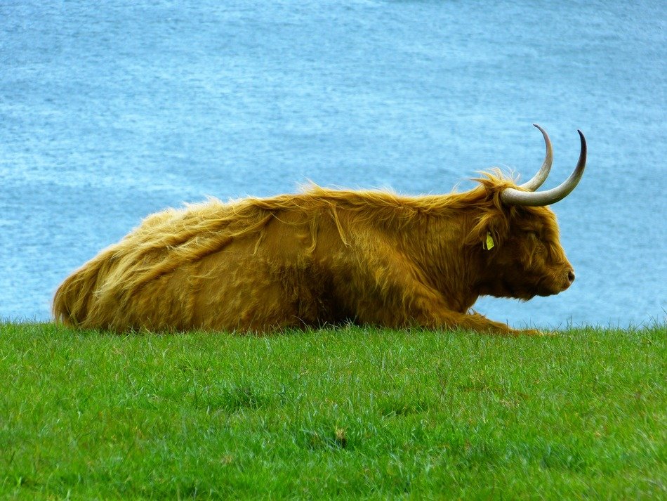 scottish mountain bull on green grass near the water