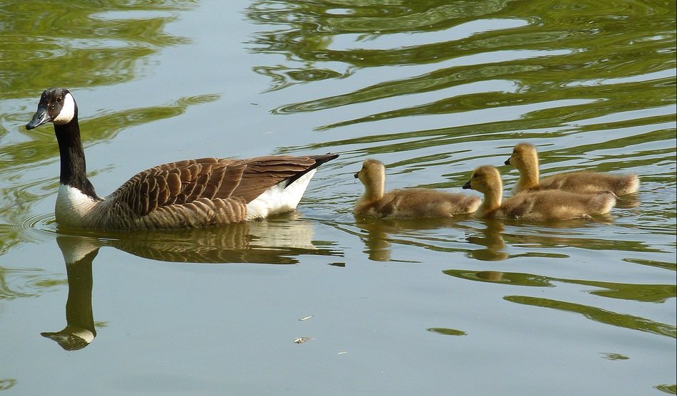 Family of the beautiful and colorful geese in the water