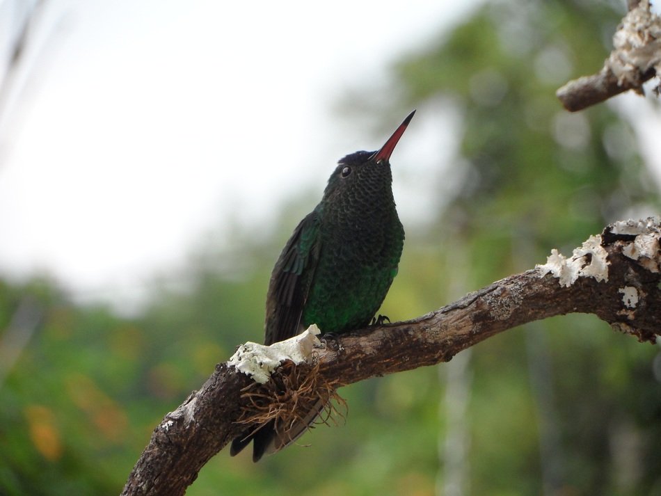hummingbird on a dry branch, colombia