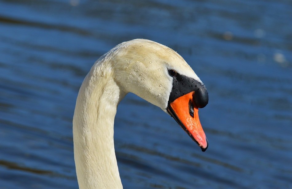 swan on water background