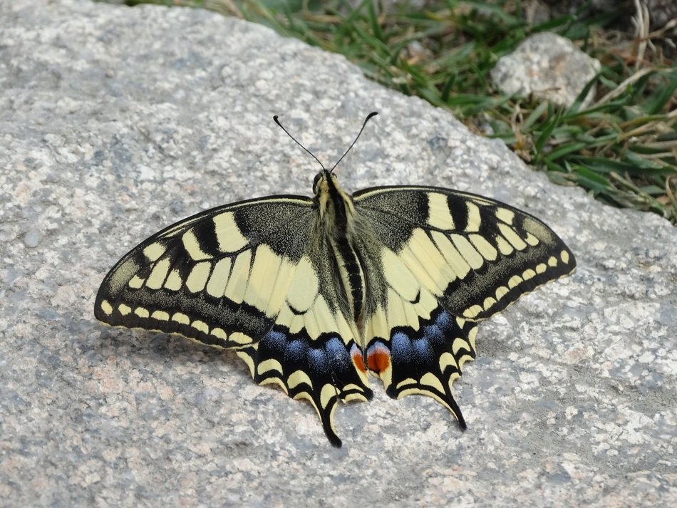 closeup photo of Butterfly in the summer