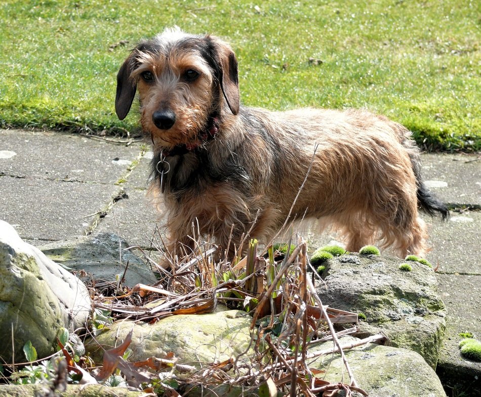 dachshund near the stones