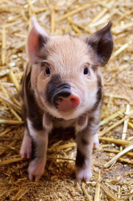 Cute baby pig