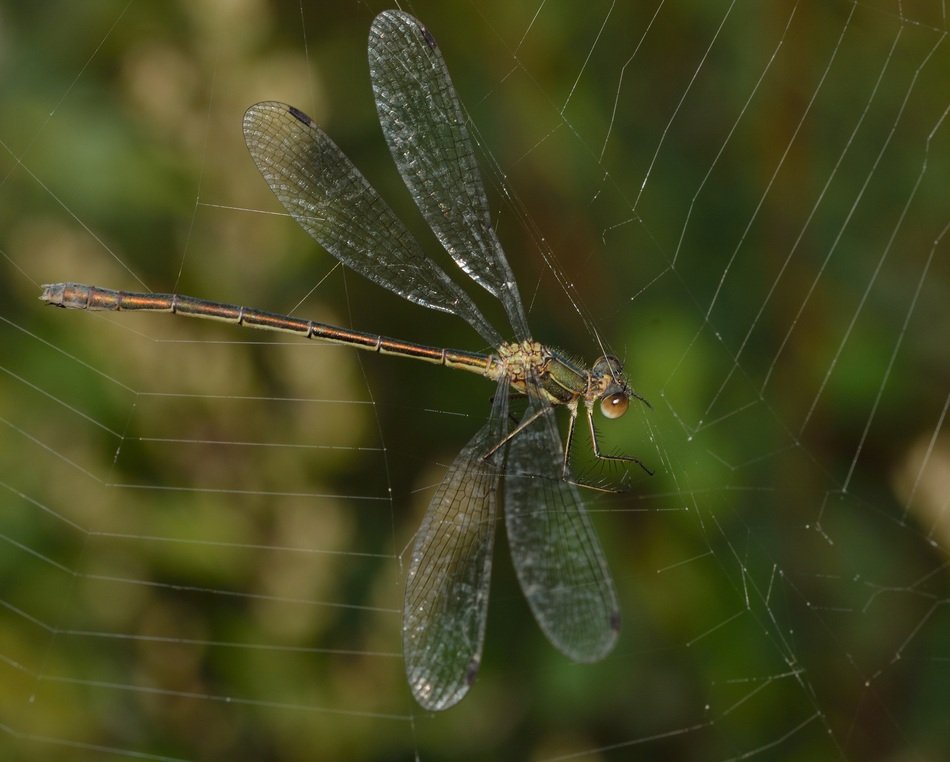 dragonfly tangled in the web
