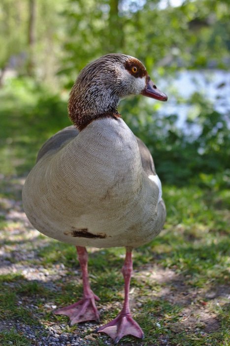 goose with purple feet