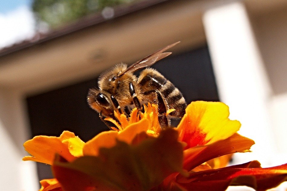 Honey Bee at top of flower