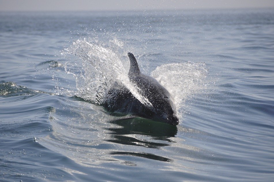 beautiful and cute Dolphin