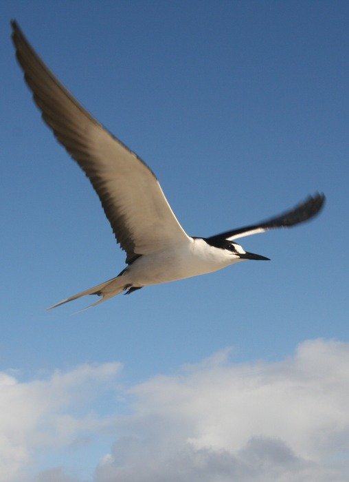 Schwalb Tern with large wings in the blue sky