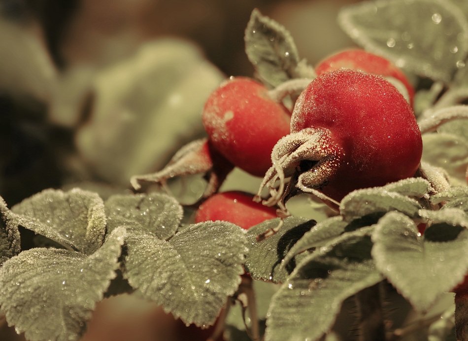 Frost on the wild rose