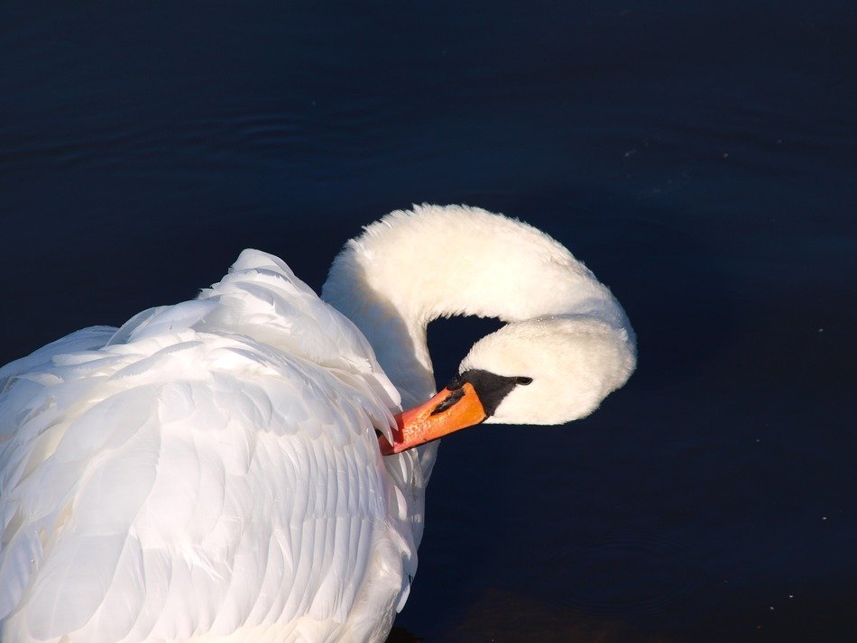 Beautiful and cute white swam cleaning feathers in light