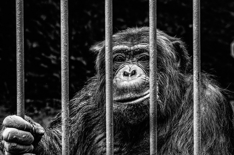 İmprisoned monkey